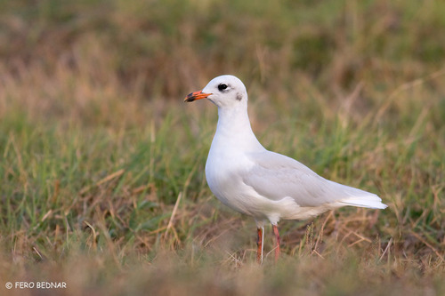 Ichthyaetus melanocephalus