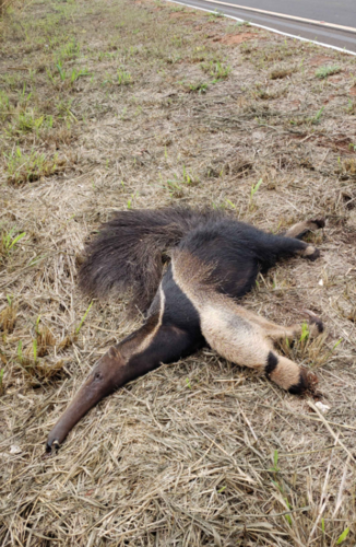 Giant Anteater