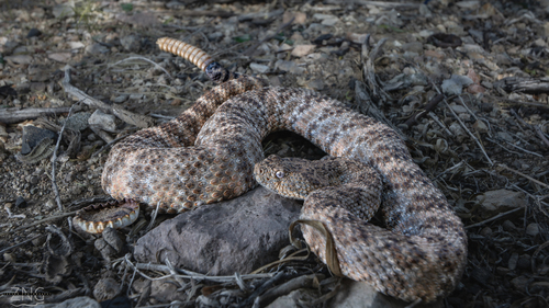 Southwestern Speckled Rattlesnake