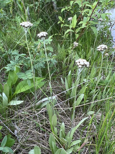 Antennaria pulcherrima (Hook.) Greene