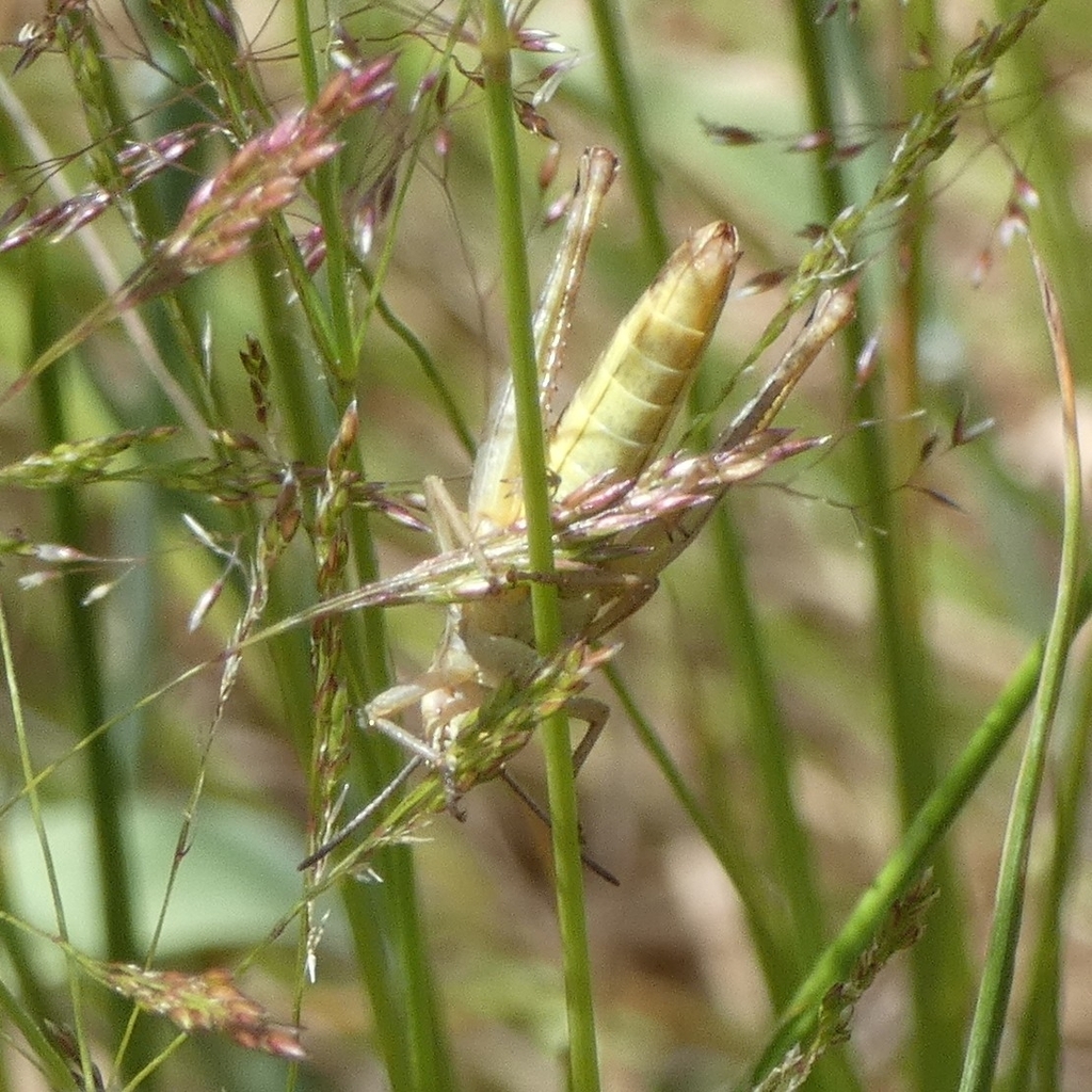 Grasshoppers Crickets And Katydids From Br Uk On June At