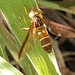 Syrphus sargoides - Photo (c) Joao Ortolan, all rights reserved, uploaded by Joao Ortolan
