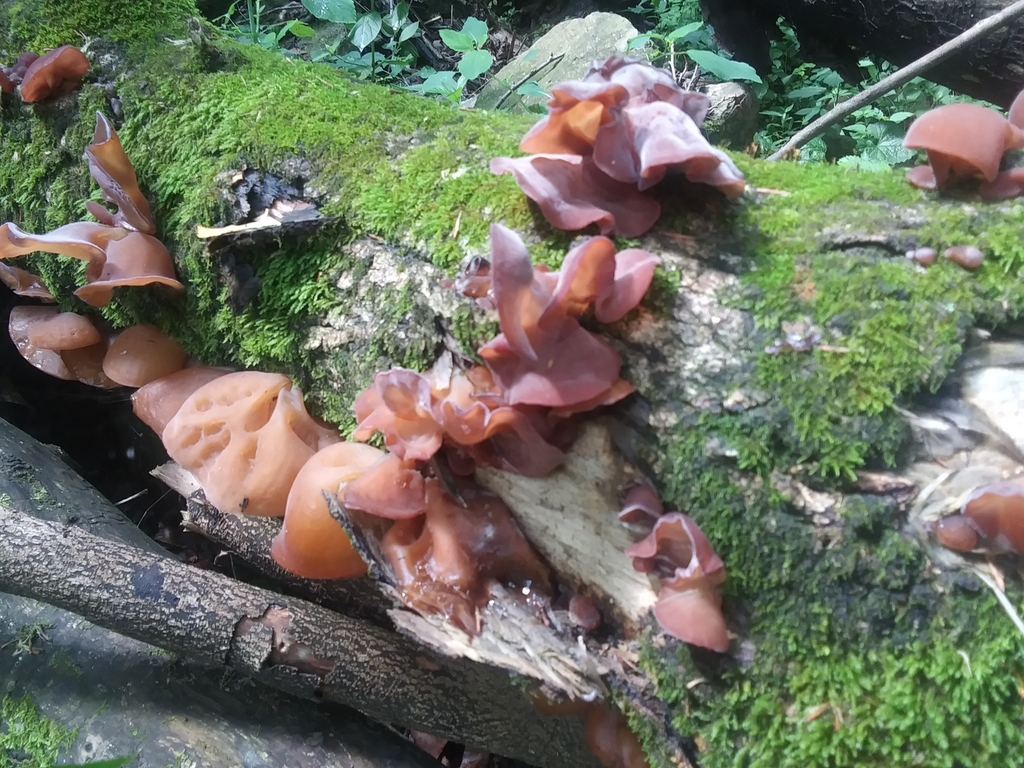 Auricularia fuscosuccinea from Locust, KY 40045, USA on June 26, 2023 ...