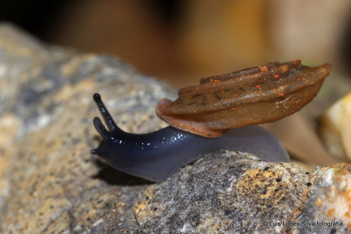 Gittenbergeria turriplana