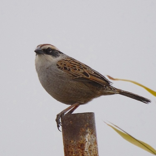 Striped Sparrow