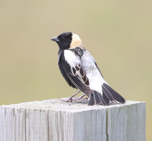 Bobolink