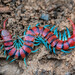 Red-headed Centipede - Photo (c) peter_yeeles, all rights reserved