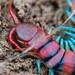 Arthropods - Photo (c) peter_yeeles, all rights reserved