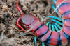 Arthropods - Photo (c) peter_yeeles, all rights reserved