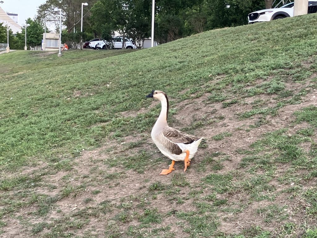Geese In Kansas Domestic Swan Goose from N McLean Blvd, Wichita, KS, US on June 27 ...