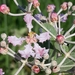 Banisteriopsis campestris - Photo (c) Laurent Quéno, todos los derechos reservados, subido por Laurent Quéno