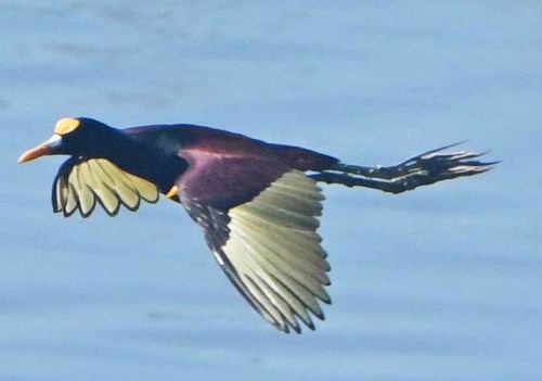 Northern Jacana