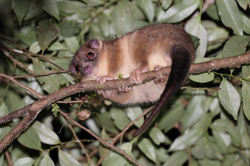 Vogelkop Ring-tailed Possum (Pseudochirulus schlegelii) — Near Threatened Mammalia