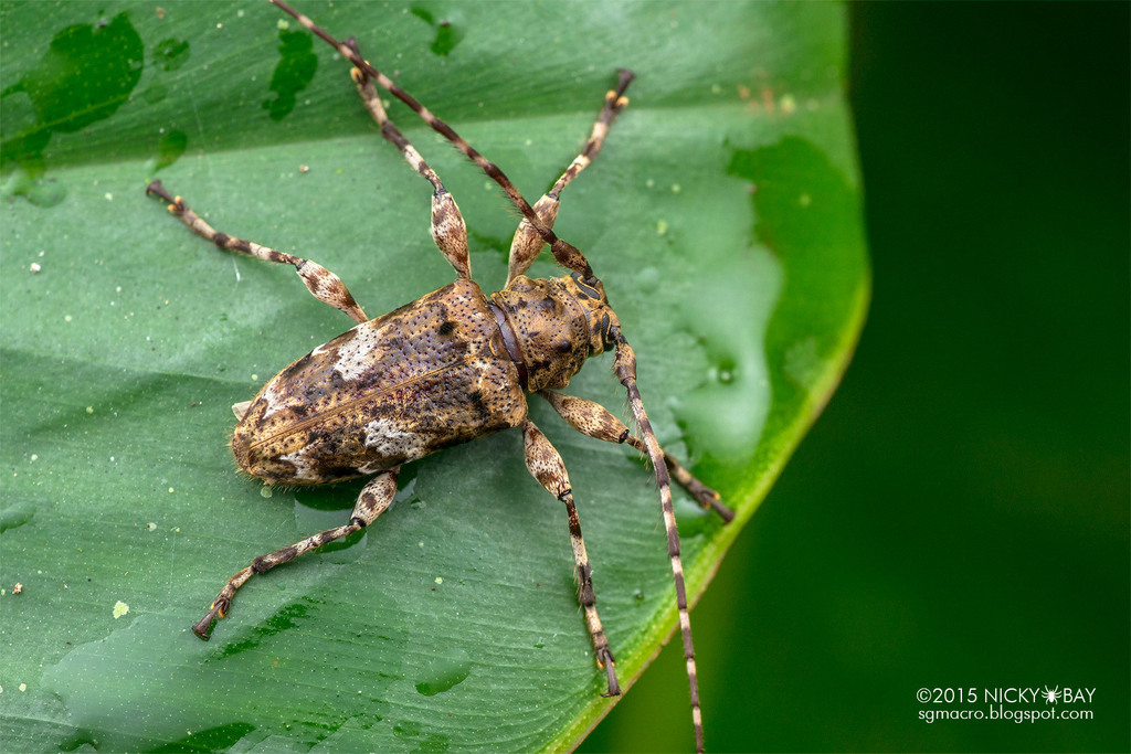 Oreodera Costaricensis From Caves Branch Belize On August 11 2015 At oreodera-costaricensis-from-caves-branch-belize-on-august-11-2015-at