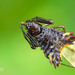 Micrathena triangularis - Photo (c) Nicky Bay, all rights reserved, uploaded by Nicky Bay