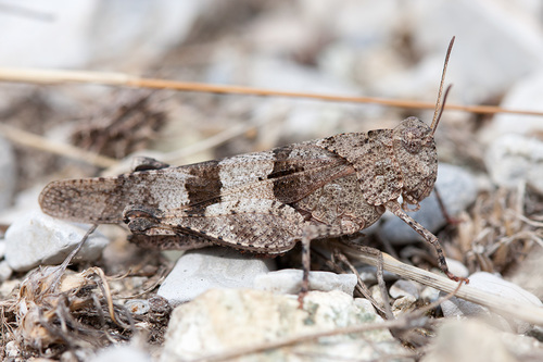 Observation photo. Species name: