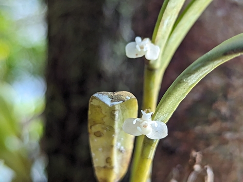 Dendrobium umbellatum