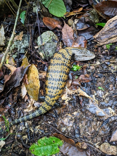 Giant Bluetongue — seen at this dive site