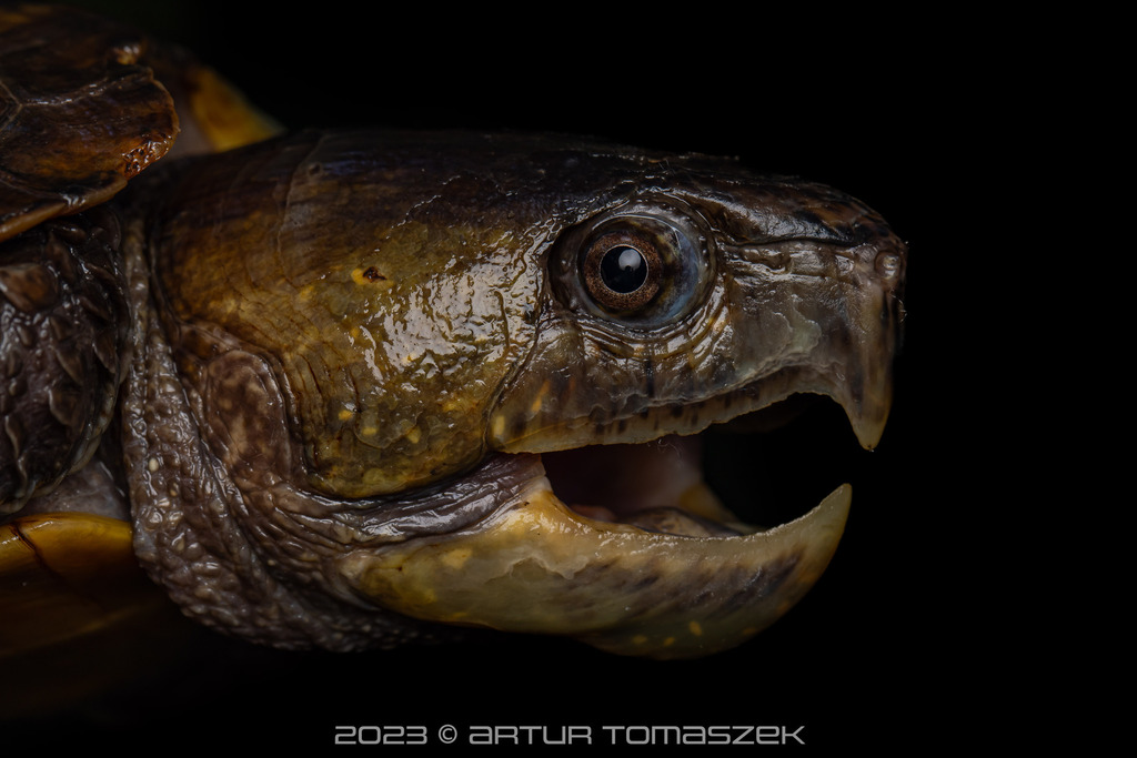 big-headed turtle in June 2023 by Artur Tomaszek · iNaturalist