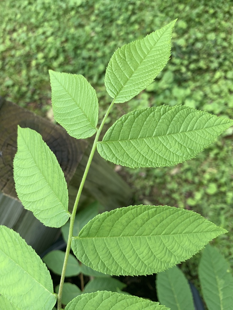 eastern black walnut from Heathsville, VA, US on June 28, 2023 at 10:49 ...