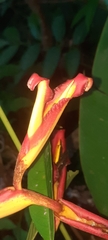 Heliconia irrasa image