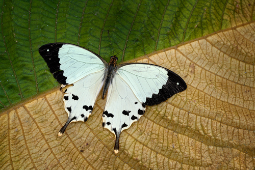 Papilio meriones