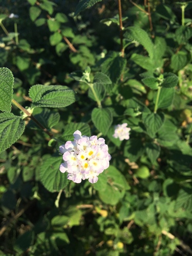 Lantana velutina M. Martens & Galeotti