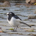 Japanese Wagtail - Photo (c) annxeneize, all rights reserved
