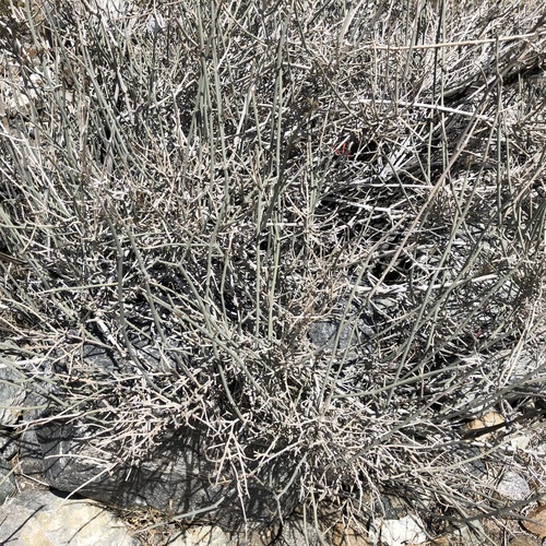 iNaturalist observation photo of chuparosa
