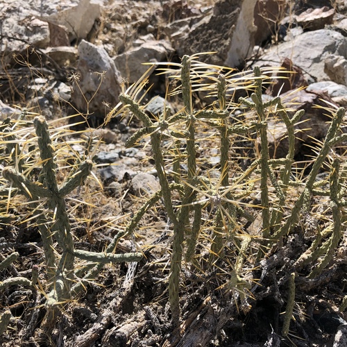 iNaturalist observation photo of Branched Pencil Cholla