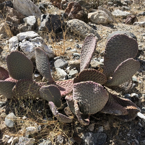 iNaturalist observation photo of Beavertail Pricklypear
