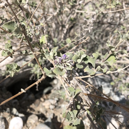 iNaturalist observation photo of desert lavender