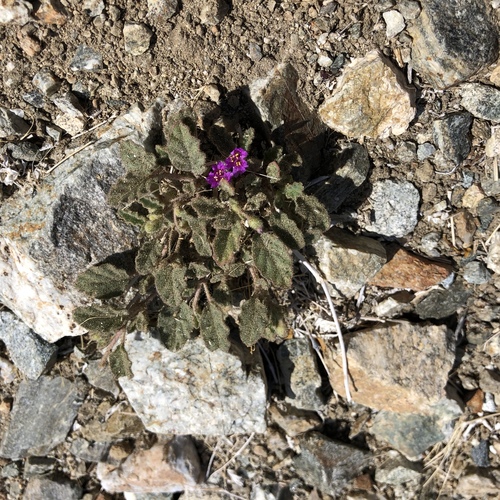 iNaturalist observation photo of Trailing Windmills