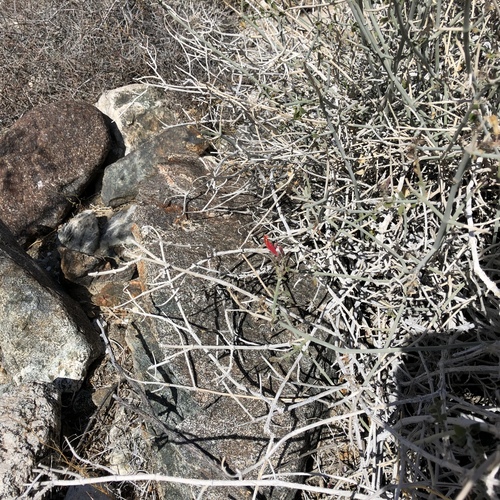 iNaturalist observation photo of chuparosa