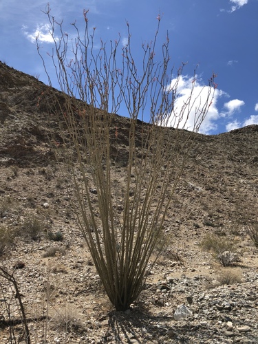 iNaturalist observation photo of ocotillo