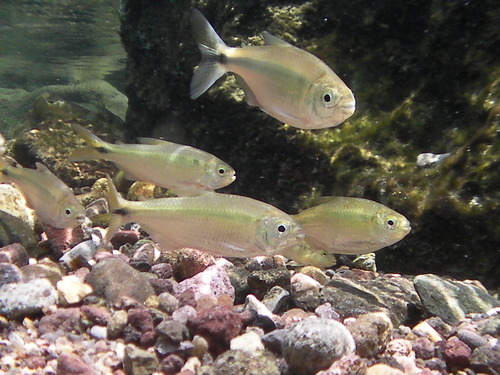 Banded Tetra