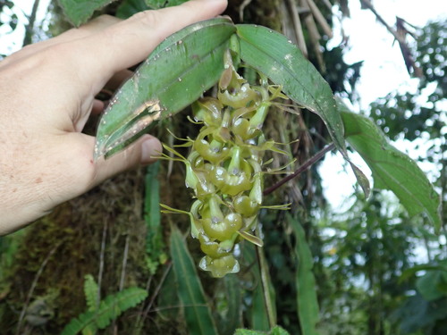 Epidendrum carchiense