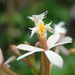 Epidendrum schistochilum - Photo (c) Rudy Gelis, all rights reserved, uploaded by Rudy Gelis