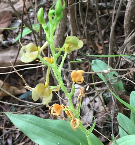 Litter Fly Orchid