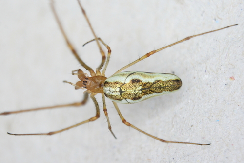 Silver Stretch Spider