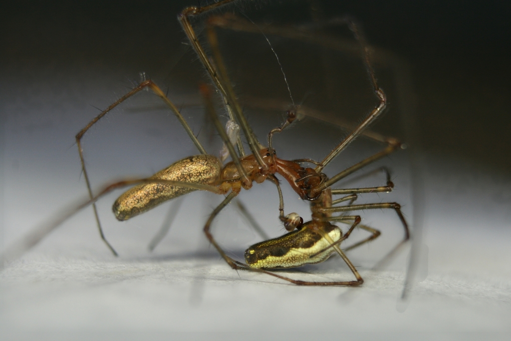 Tetragnatha montana from Djahilno, Belarus on June 04, 2016 at 09:48 PM ...