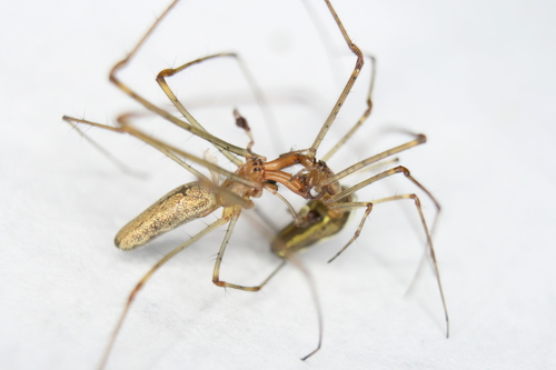 Silver Stretch Spider