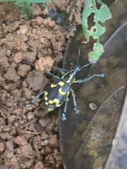 Exophthalmus nicaraguensis image