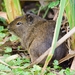 Montane Guinea Pig - Photo (c) Aileen Barclay, all rights reserved, uploaded by Aileen Barclay