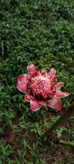 Etlingera elatior image