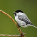Willow Tit - Photo (c) David Roche, all rights reserved, uploaded by David Roche