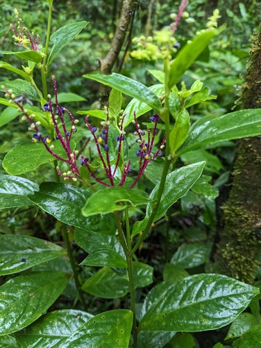 Monnina marginata