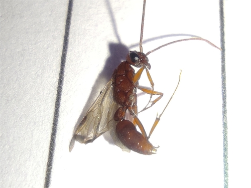 Platythyrea clypeata