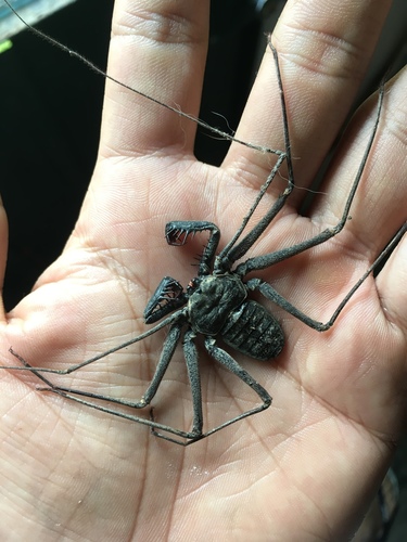 Paraphrynus azteca