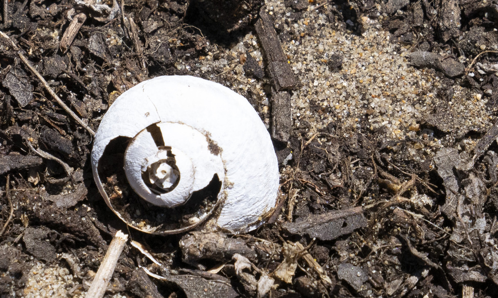 Common Land Snails and Slugs from San Mateo County, CA, USA on June 25 ...